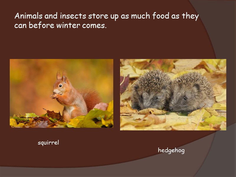 Animals and insects store up as much food as they  can before winter